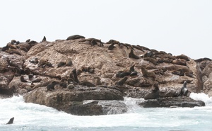 Seal Island Family Trip